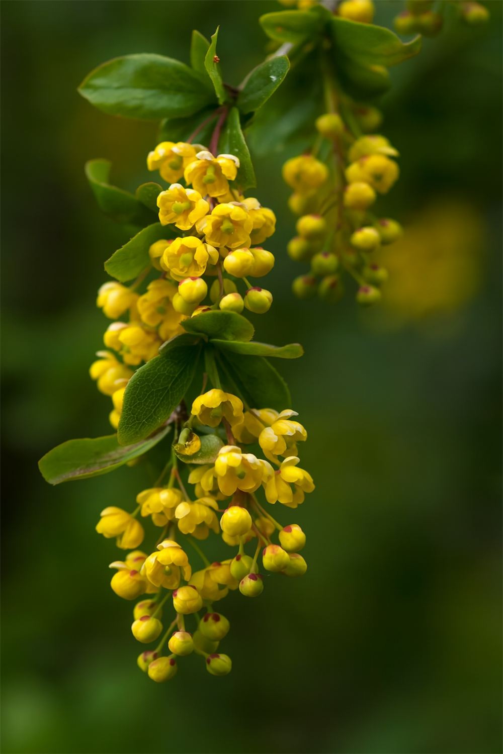 Flowering Berberis aristata, source of OPTISOLV® Berberine