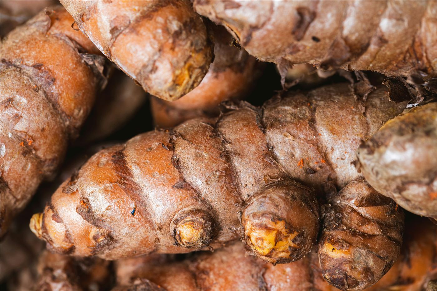 Fresh turmeric roots, source of OPTISOLV® Curcumin
