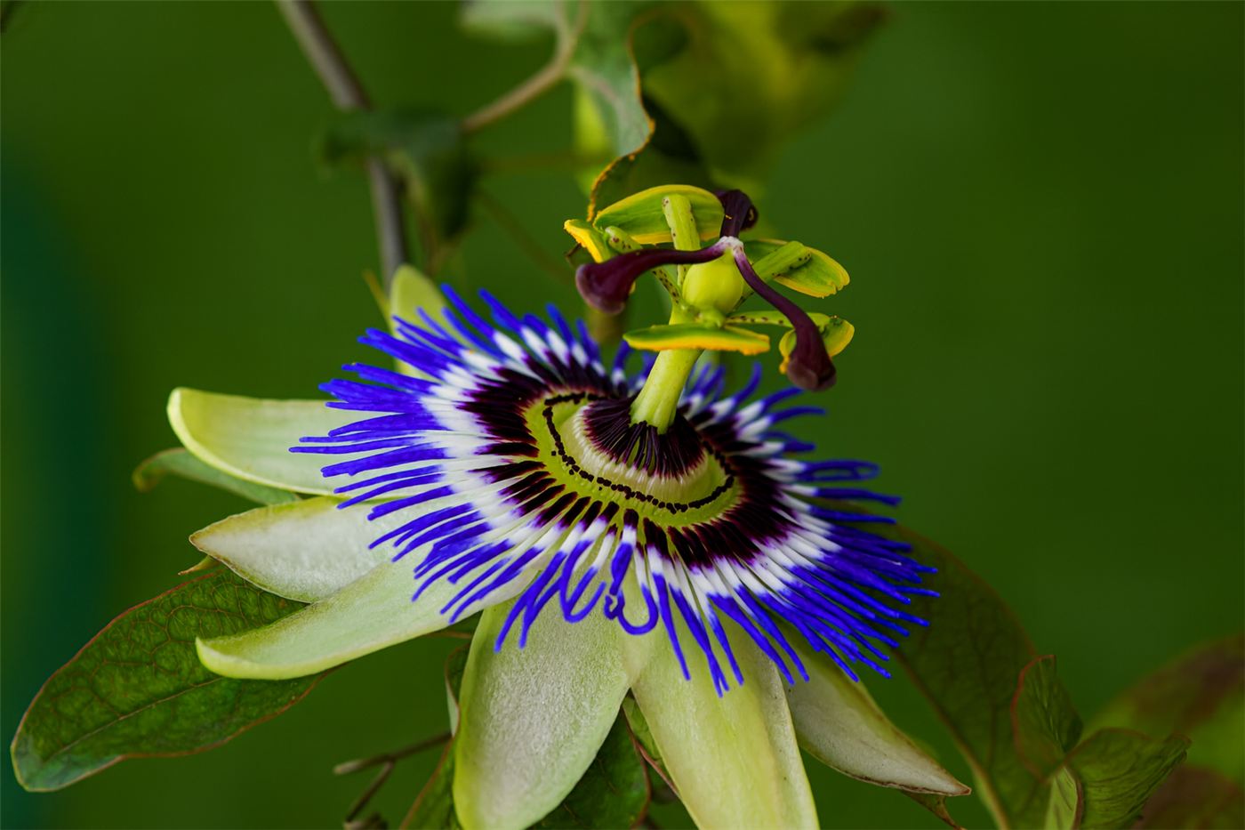 Passionflower blossom, source of OPTISOLV® Passiflora